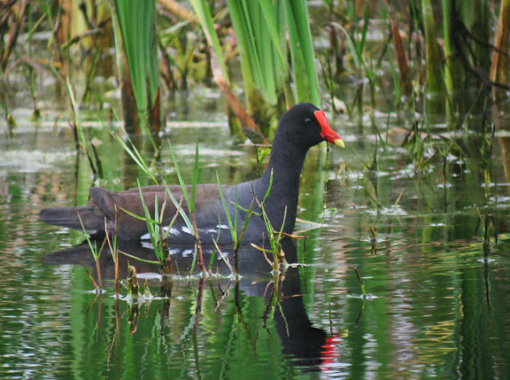 Common Gallinule