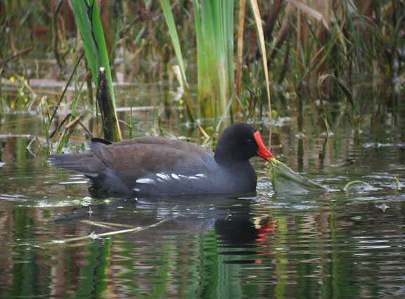 Common Gallinule