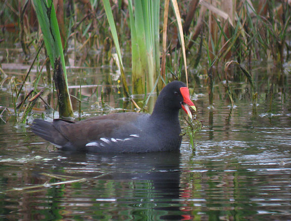 Common Gallinule