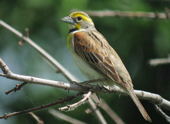 Dickcissel