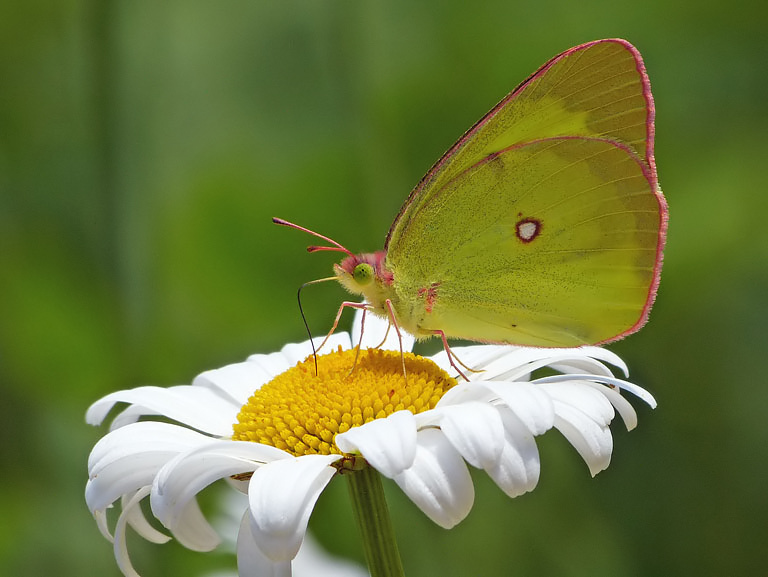 Pink-edged Sulphur