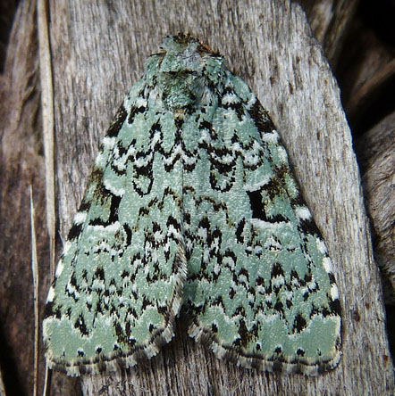 Major Sallow, Feralia major