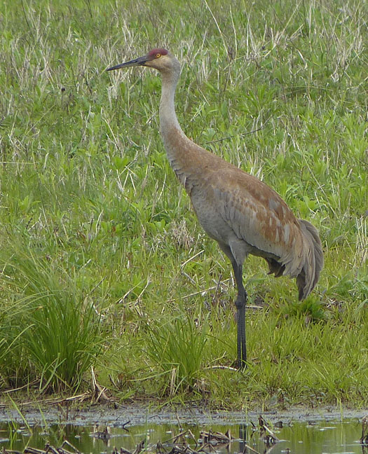 Sandhill Crane