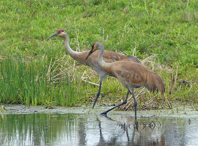 Sandhill Cranes
