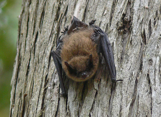 Little Brown Bat