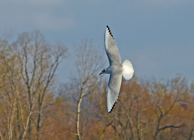Bonapartes Gull