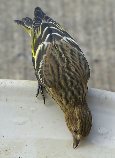 Pine Siskin