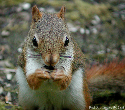 Red Squirrel