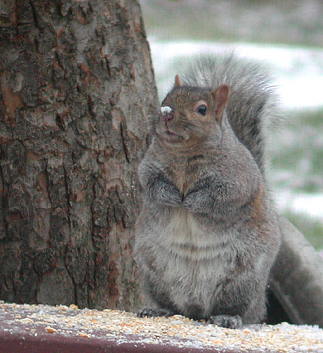 Gray Squirrel