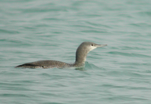 Red-throated Loon juv.