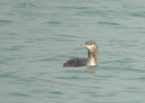 Red-throated Loon juv.