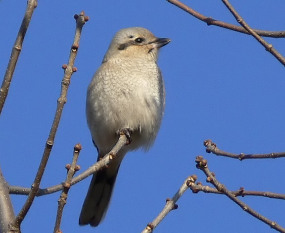 Northern Shrike imm.