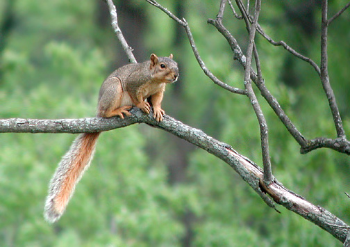Fox Squirrel