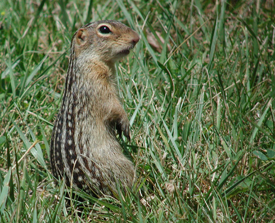 Thirteen-lined Ground Squirrel