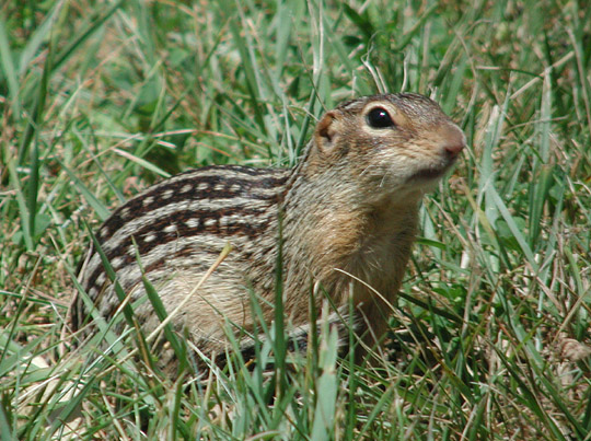 Thirteen-lined Ground Squirrel