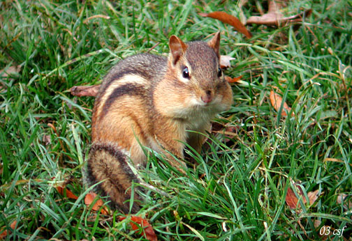 Eastern Chipmunk