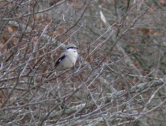 Northern Shrike adult