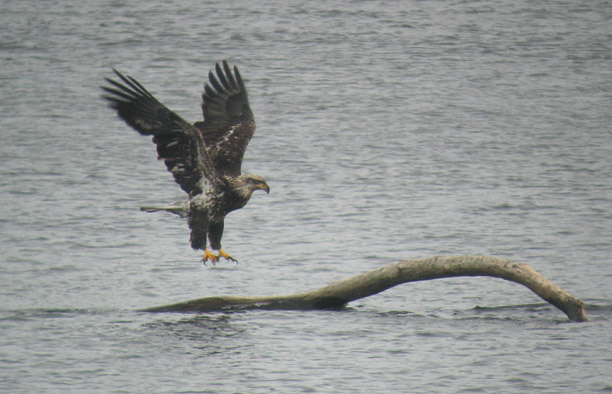 Bald Eagle - - Coming in for a landing