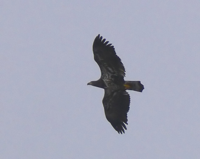 Bald Eagle immature