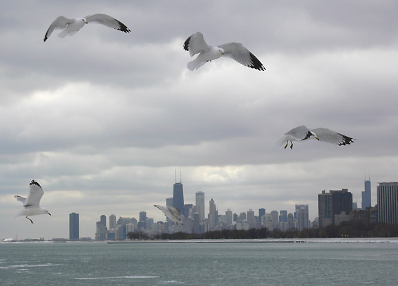 City gulls