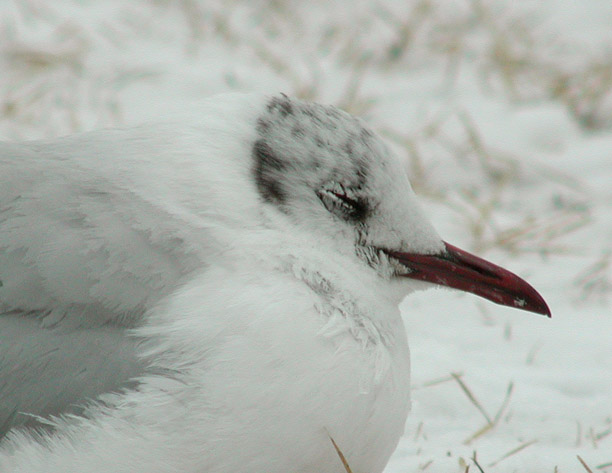 Black-headed Gull