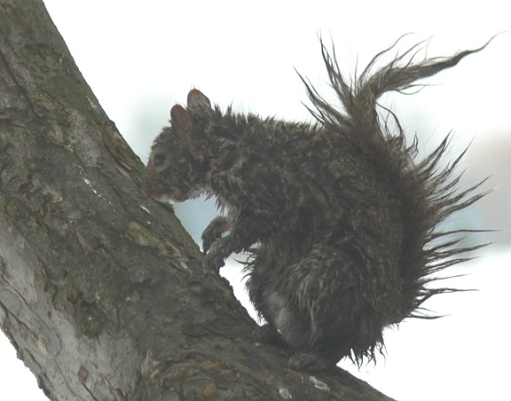 Gray Squirrel