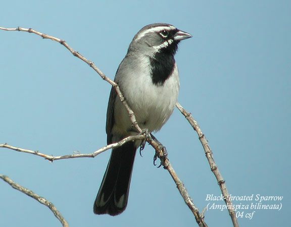 Black-throated Sparrow