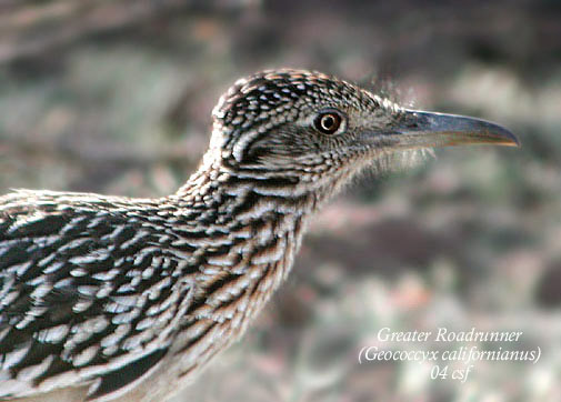 Greater Roadrunner