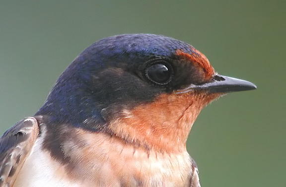 Barn Swallow