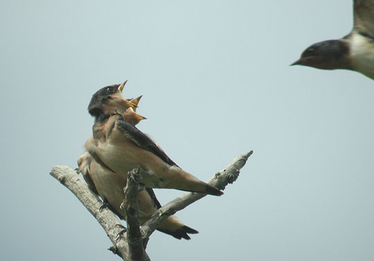 Barn Swallow fledglings