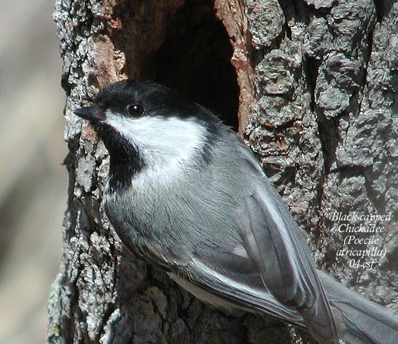 Black-capped Chickadee