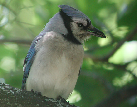 Blue Jay