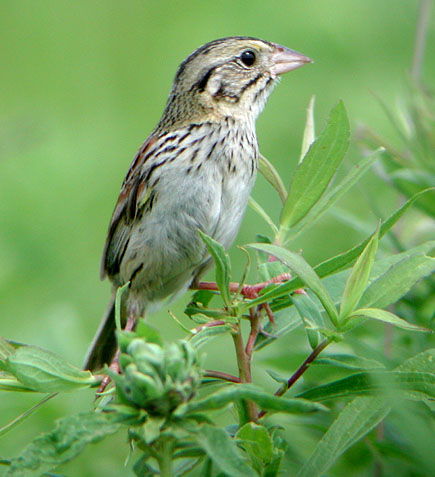 Henslows Sparrow