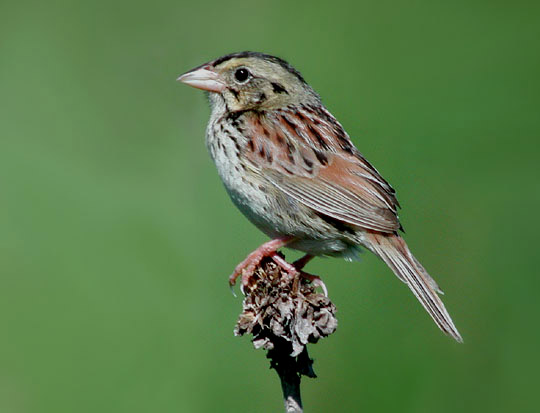 Henslows Sparrow