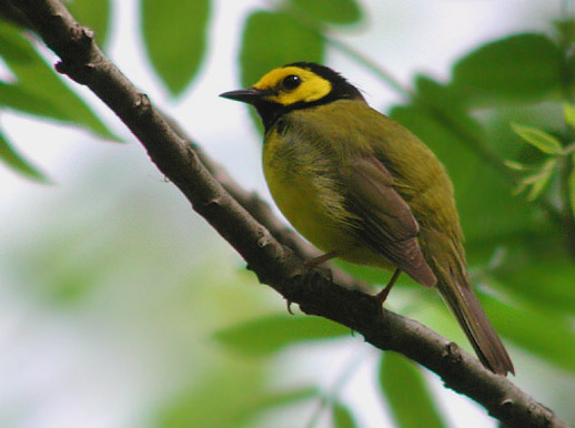 Hooded Warbler