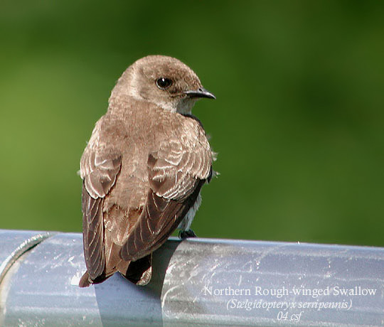 Northern Rough-winged Swallow