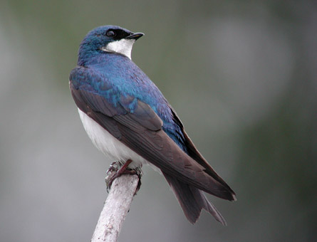Tree Swallow