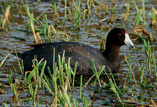 American Coot