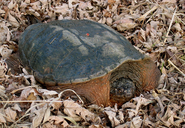 Snapping Turtle
