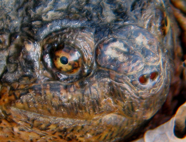 Snapping Turtle