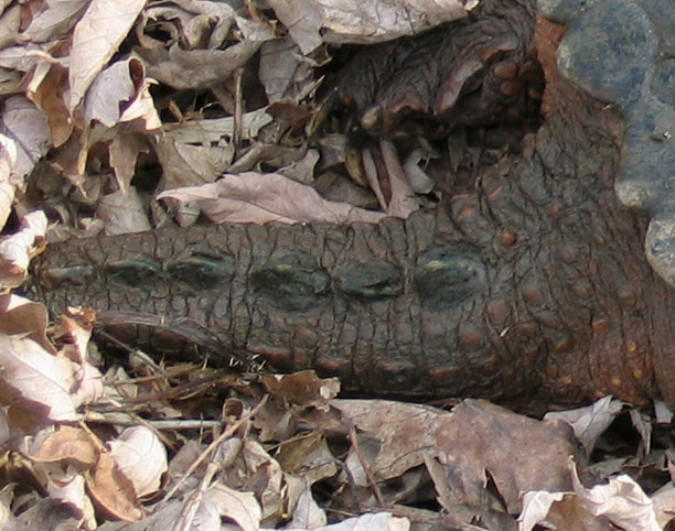 Snapping Turtle Tail