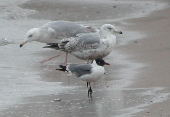 Laughing Gull