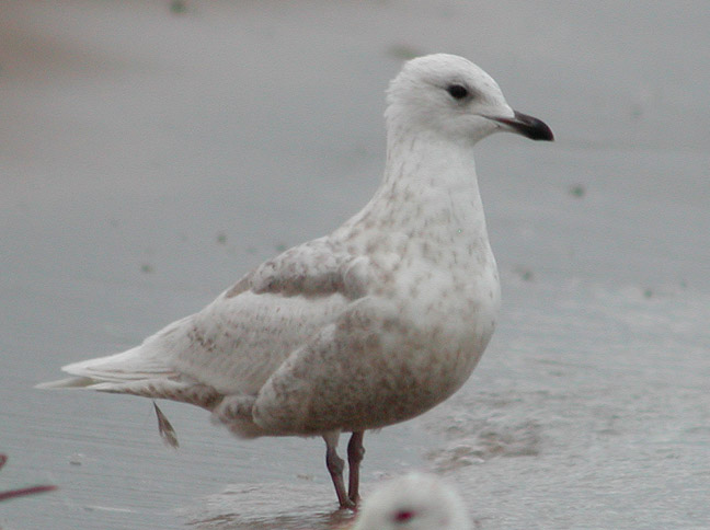 Iceland Gull 2