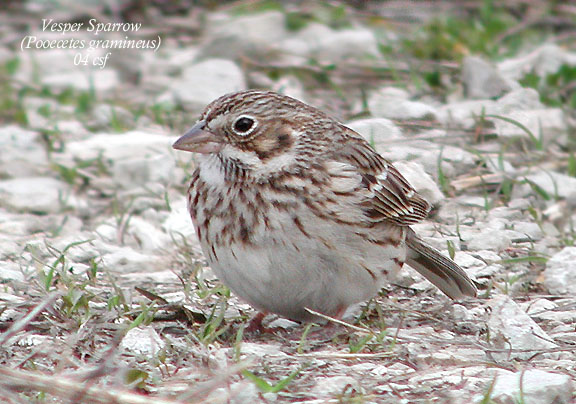 Vesper Sparrow