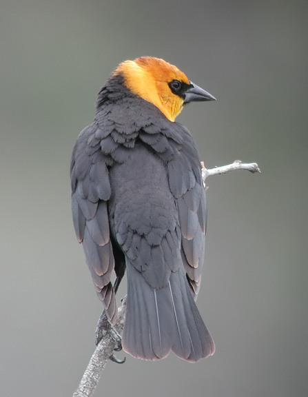 Yellow-headed Blackbird