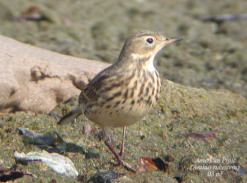 American Pipit