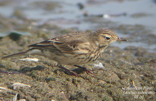 American Pipit