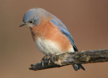 Eastern Bluebird