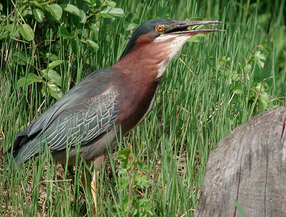 Green Heron