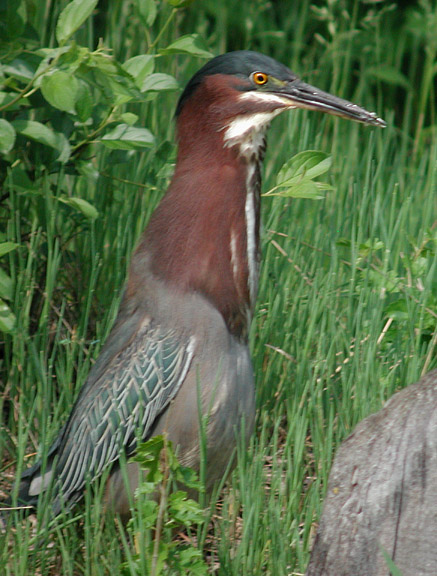 Green Heron